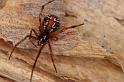 Parasteatoda_decorata_D7938_Z_84_North Stradbroke island_Australie